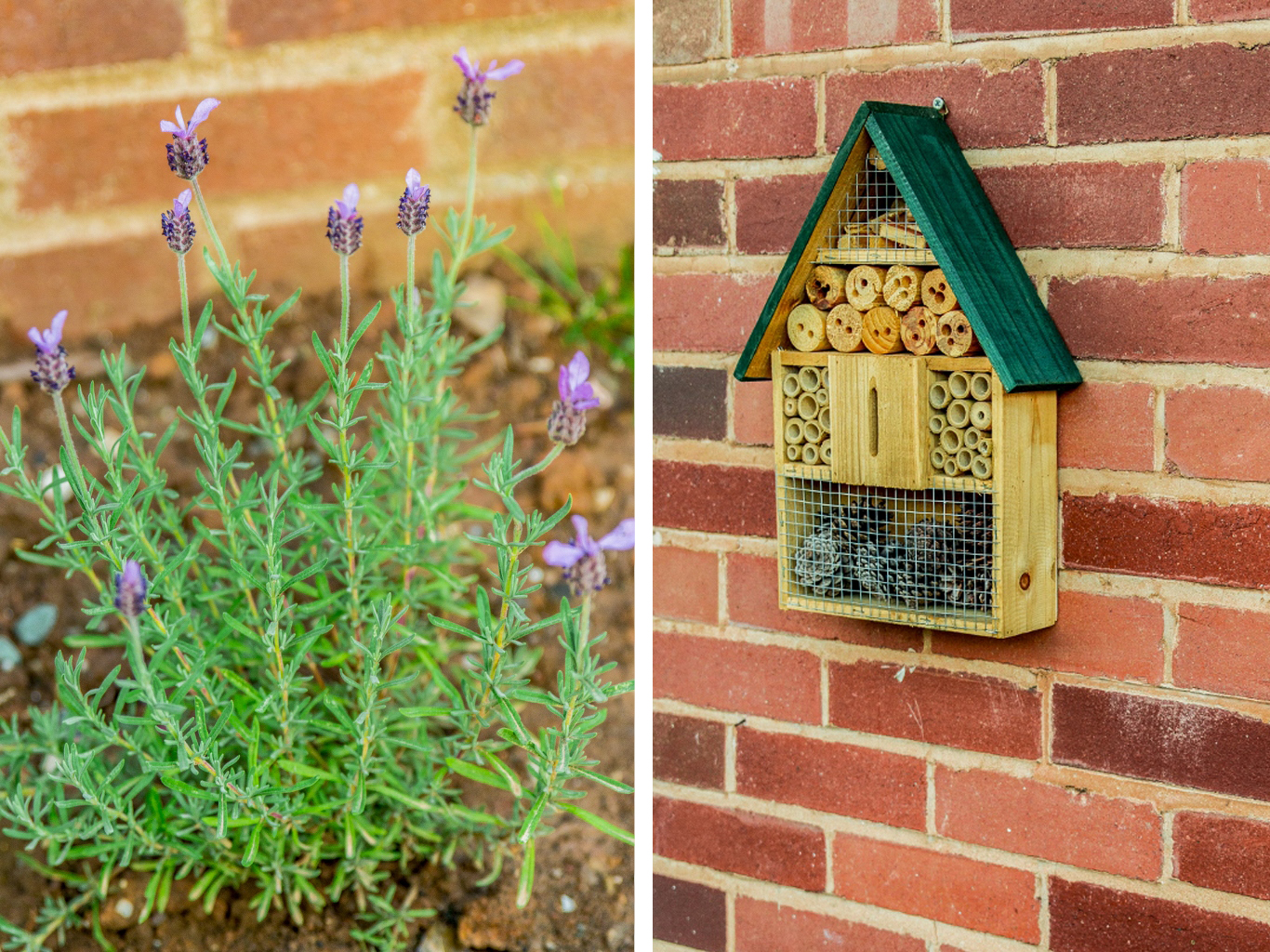 Fathead Lavender and a bug box